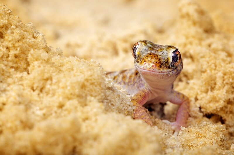 gecko in sandy burrow