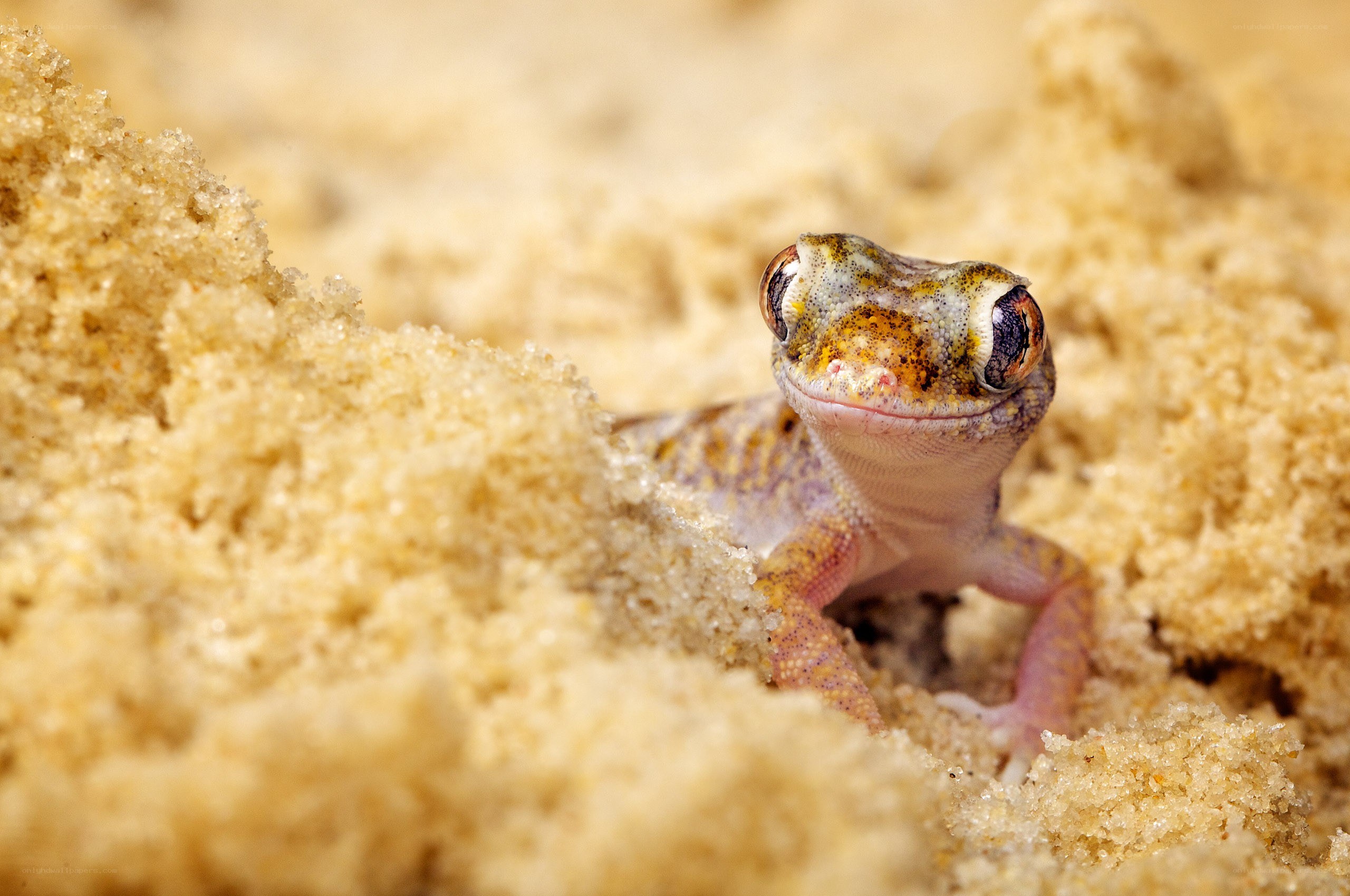 gecko in sandy burrow