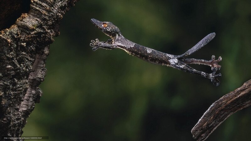 Gecko Jumping Between Branches