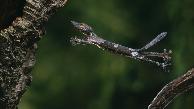 Gecko leaping between branches