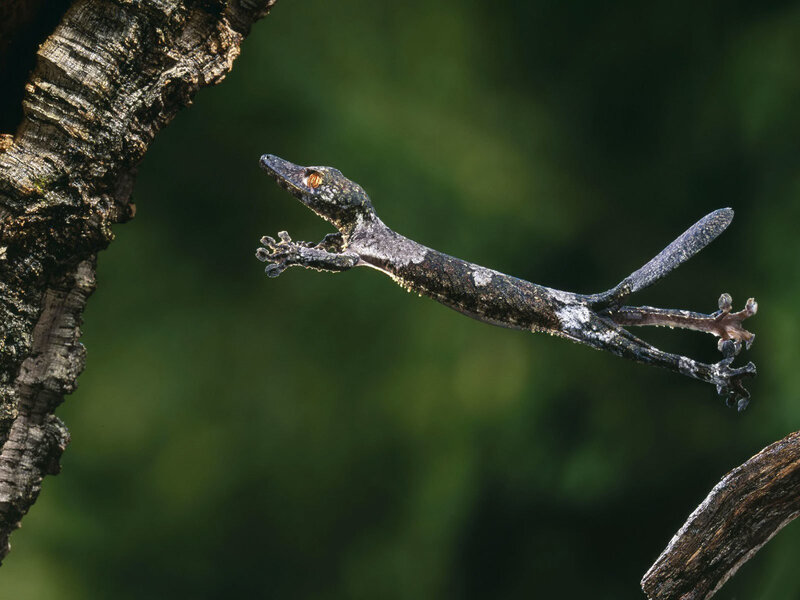Gecko leaping between branches