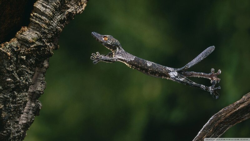 Gecko Leaping Between Branches — Brown