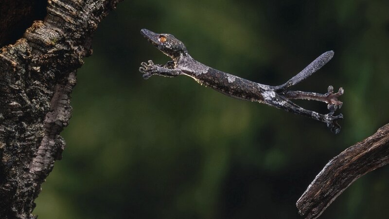 Gecko leaping between branches