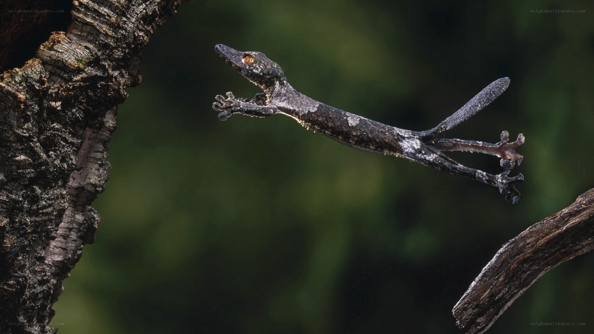 Gecko leaping between branches