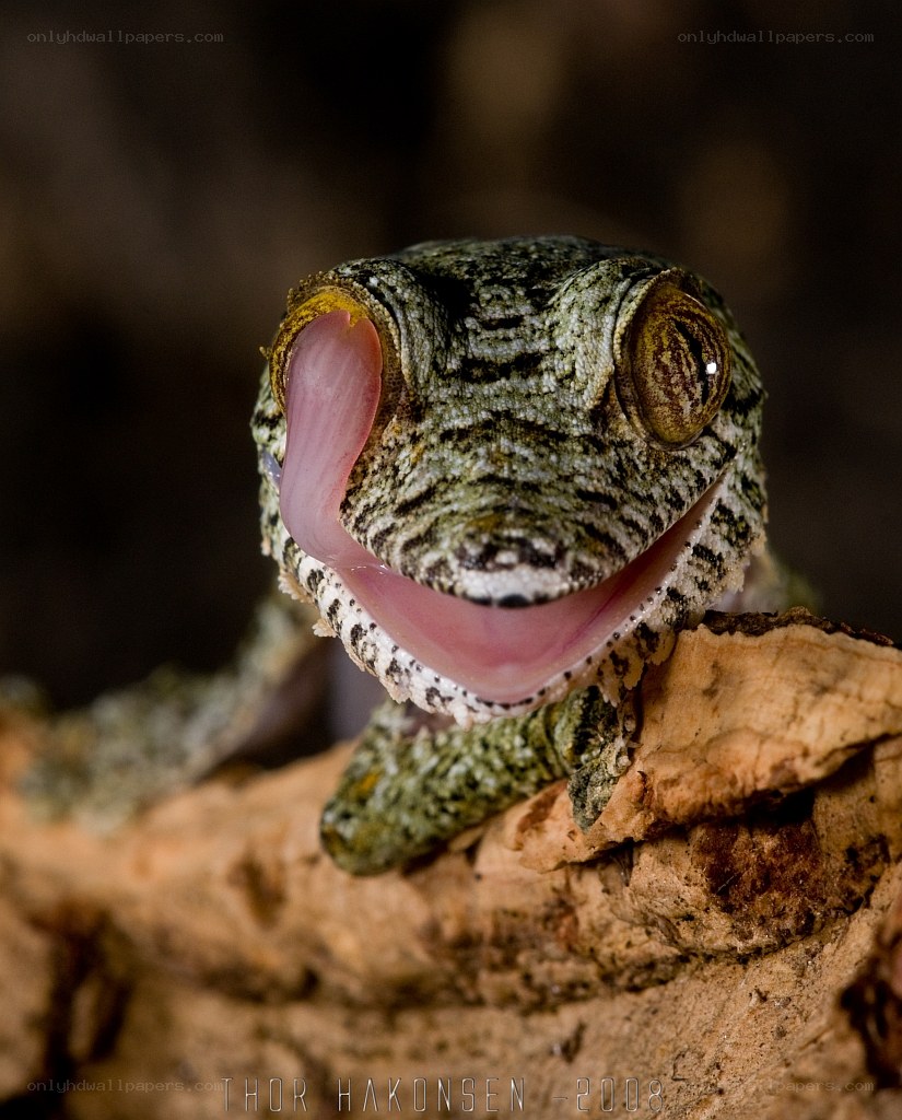 Gecko licking its lips