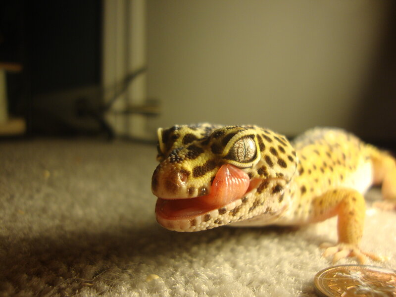 gecko licking its tongue