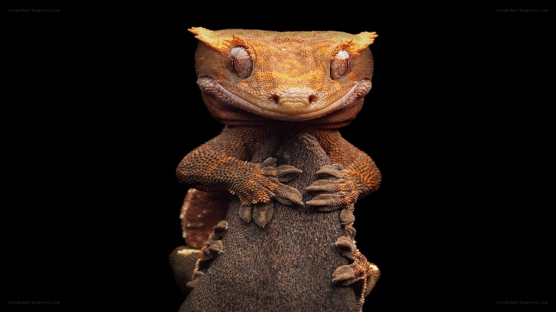 Gecko on a branch