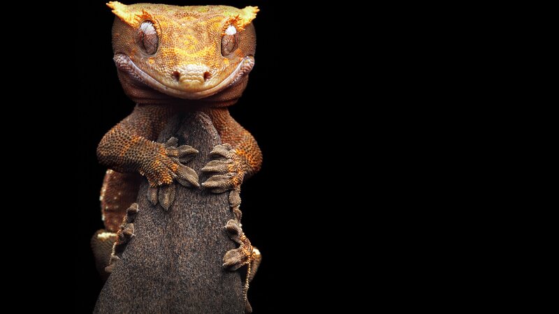 Gecko on a Branch — Brown, Dramatic, Photograph