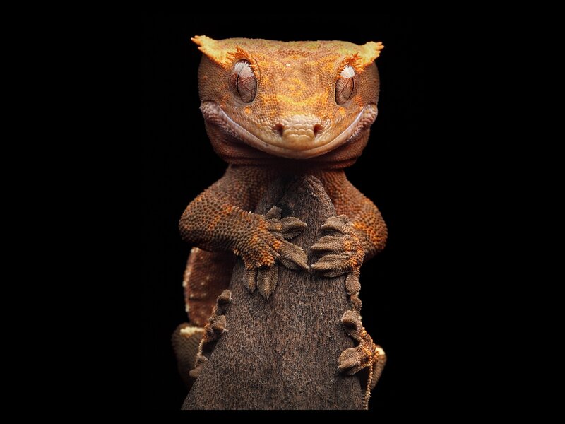 Gecko on a Branch — Brown, Dramatic