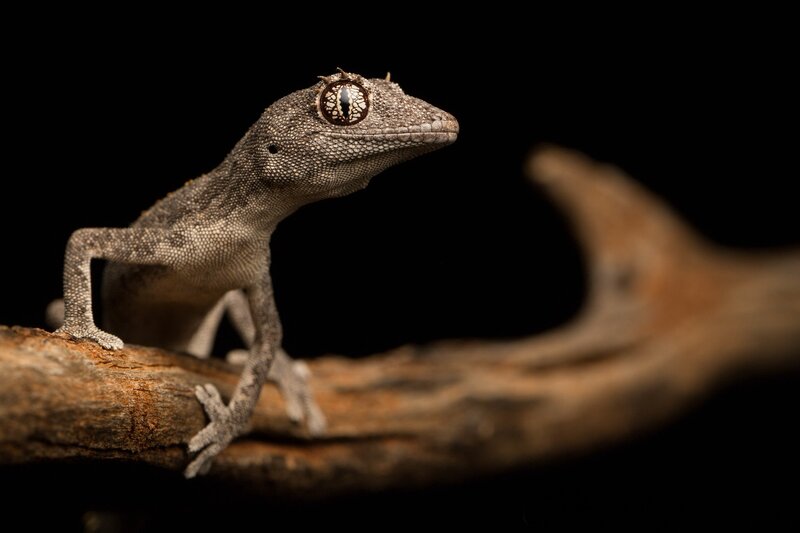 Gecko on a Branch — Brown