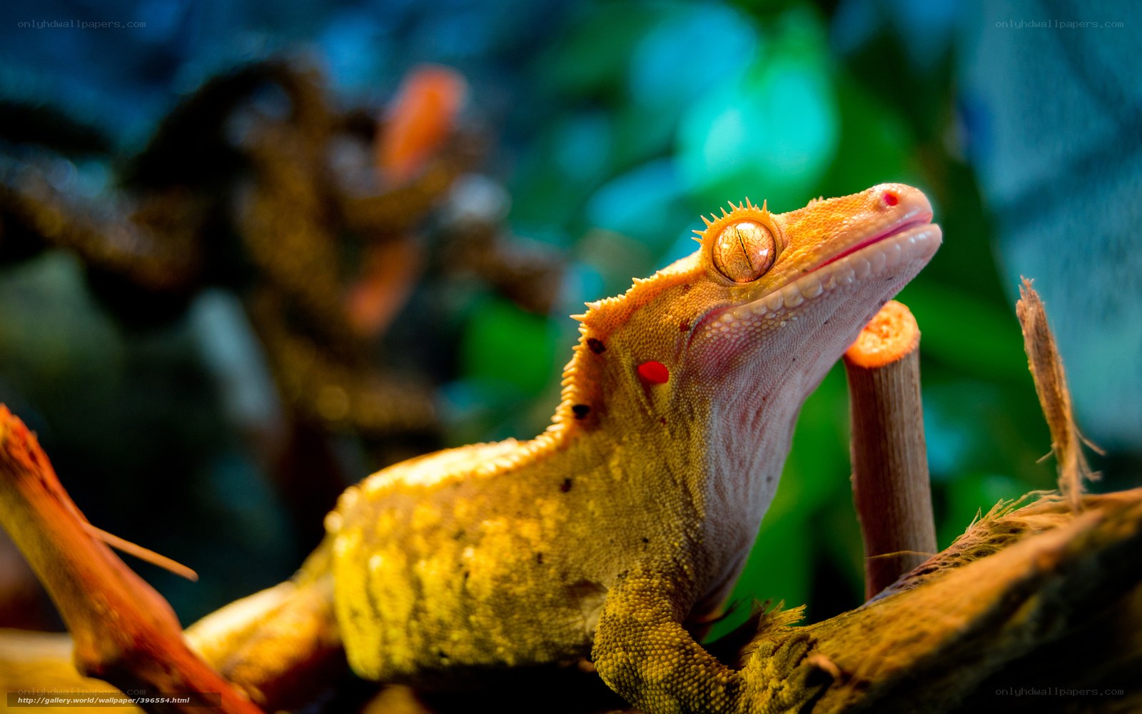 Gecko on a branch