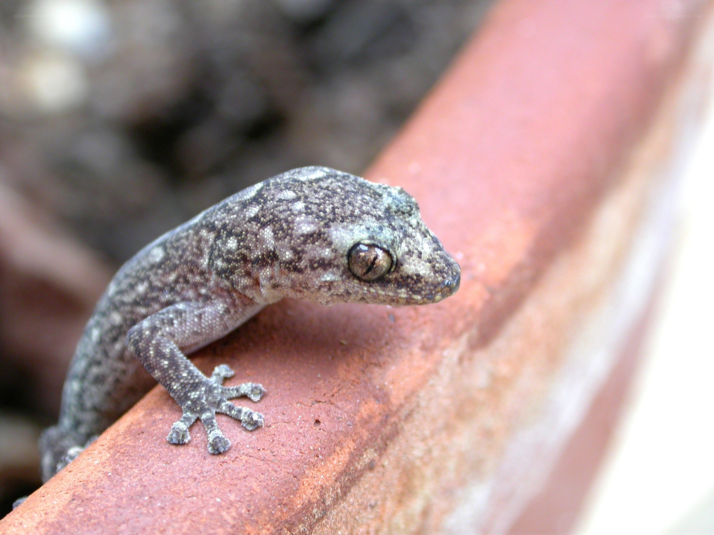gecko on a brick