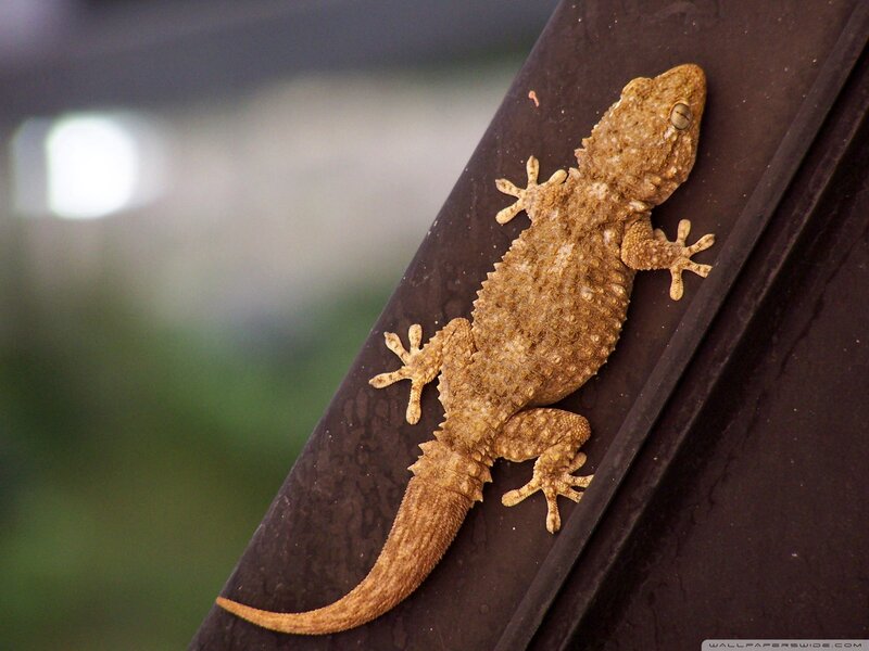gecko on a dark surface