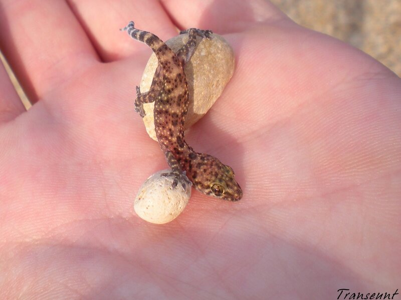 Gecko on a hand with pebbles