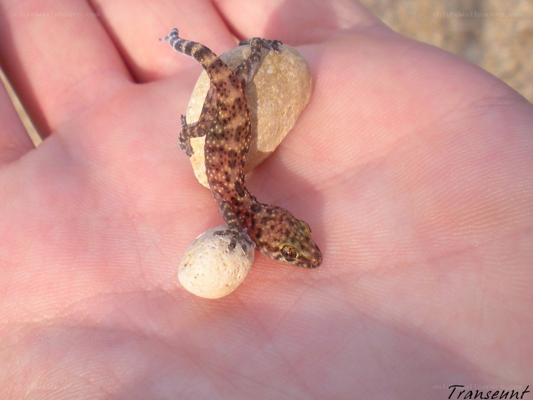 Gecko on a hand with pebbles