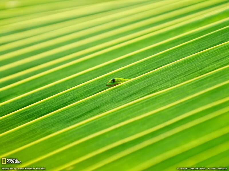 Gecko on a leaf