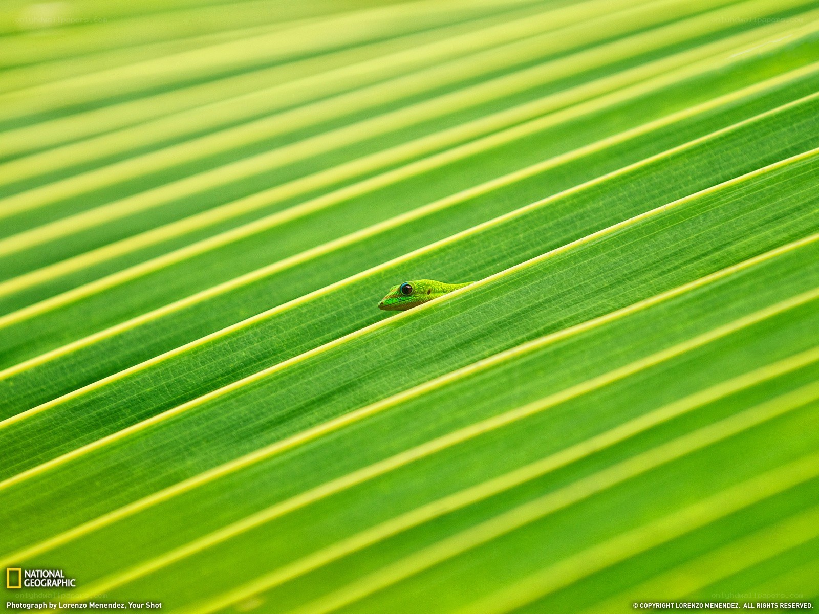 Gecko on a leaf