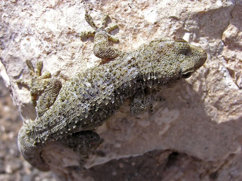 gecko on a rock