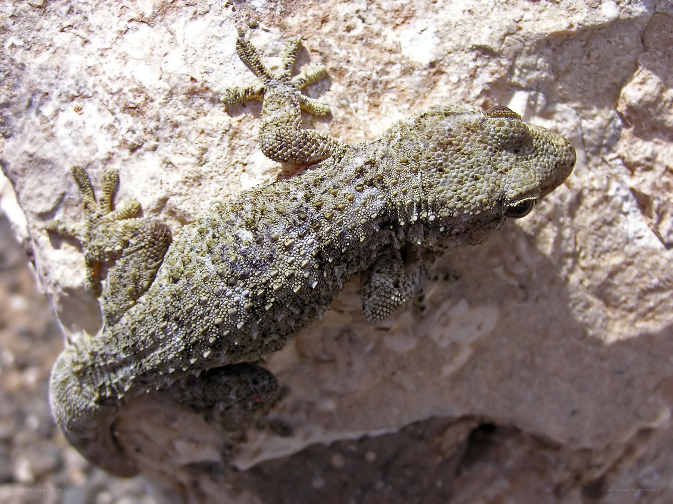 gecko on a rock