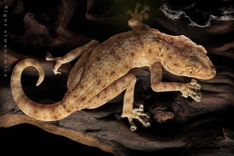 Gecko on a tree branch