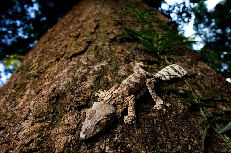 Gecko on a tree trunk