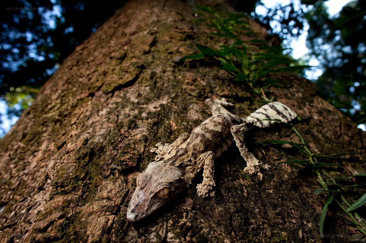 Gecko on a tree trunk