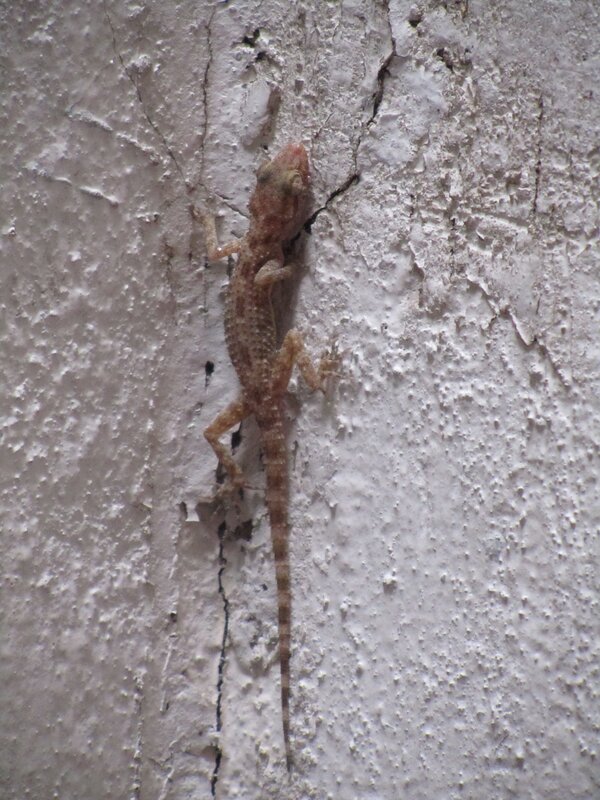 gecko on a wall