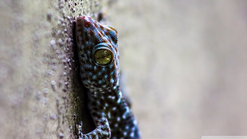 Gecko on a Wall — Brown