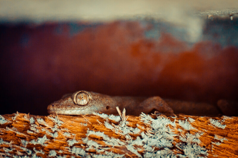 gecko on a wooden surface