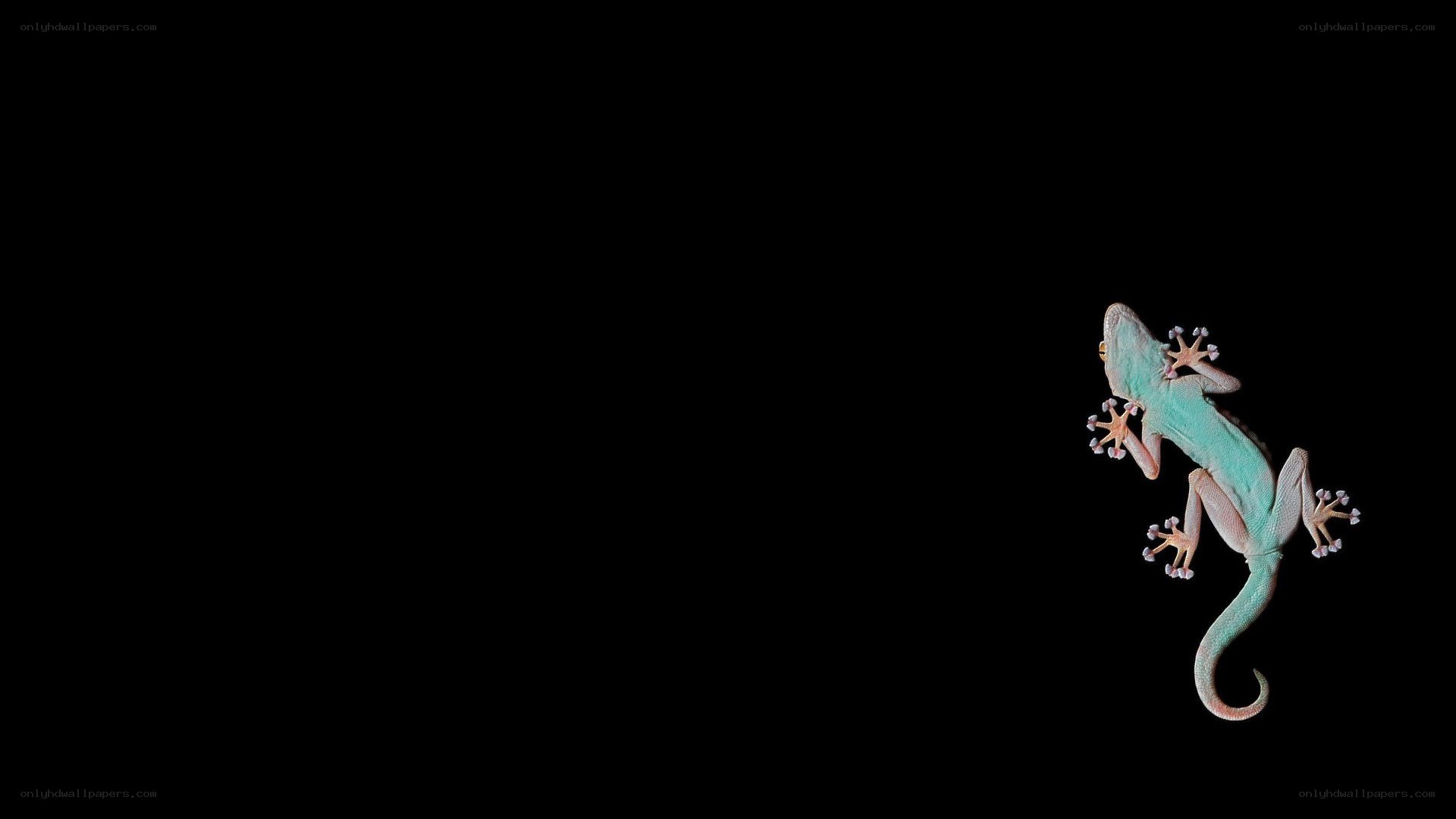 gecko on black background