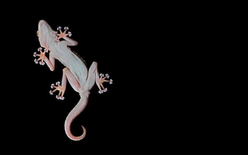Gecko on Black Background — White, Dramatic