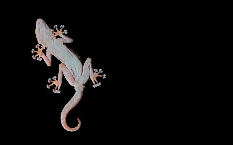 Gecko on Black Background — White
