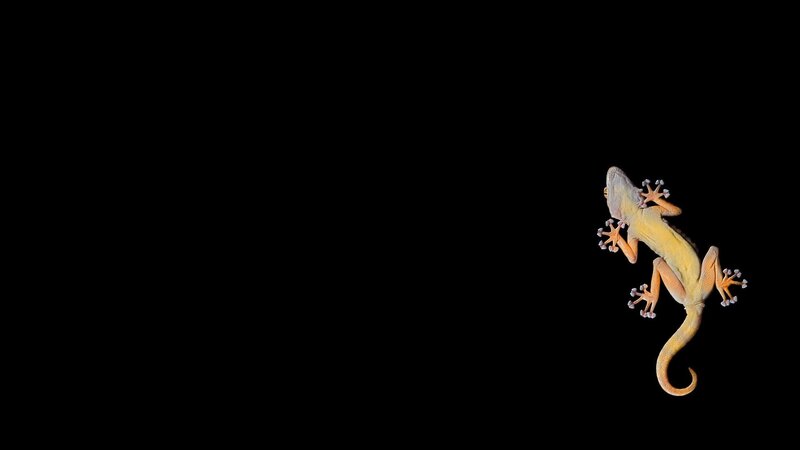 Gecko on Black Background — Yellow