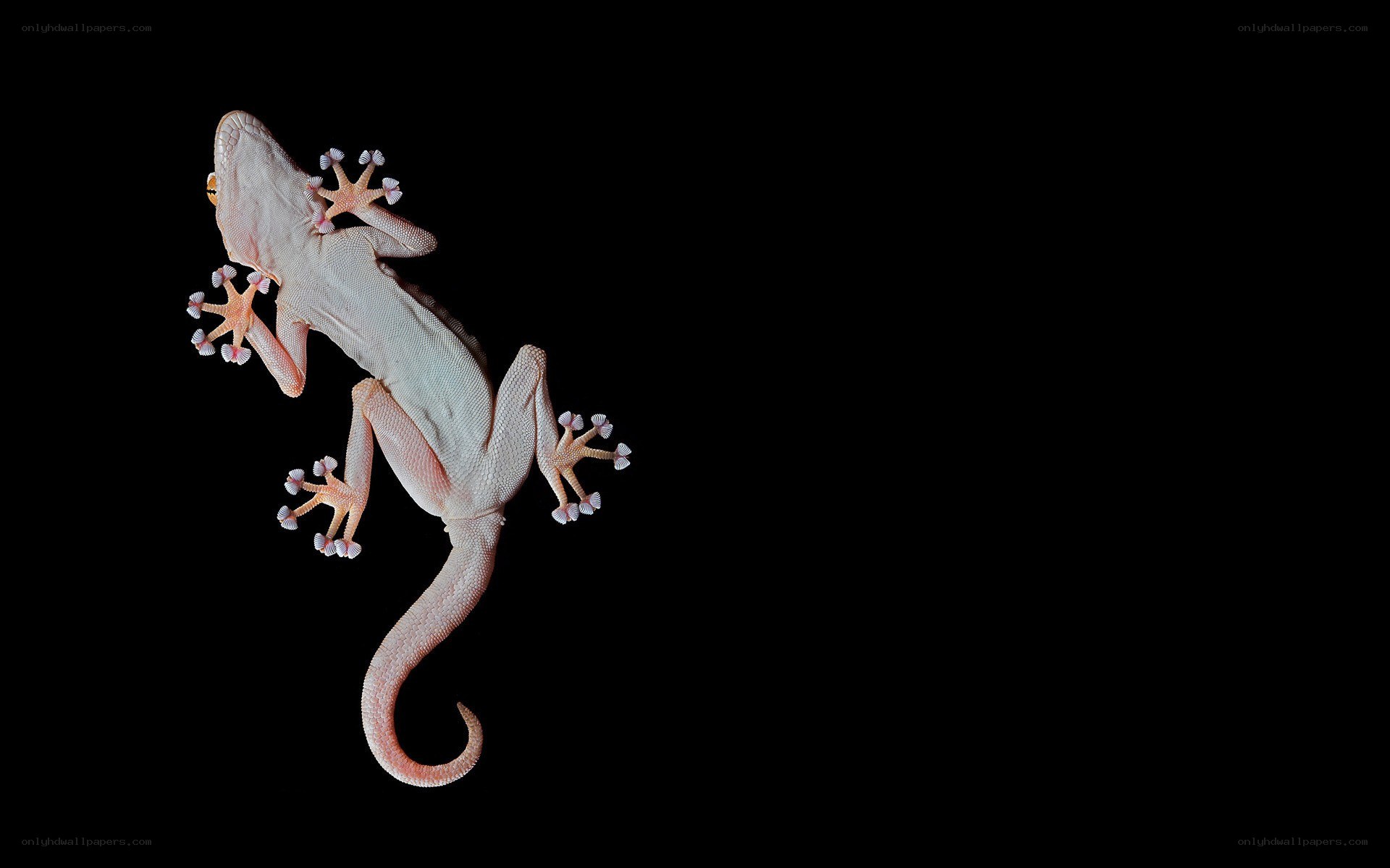 gecko on black background