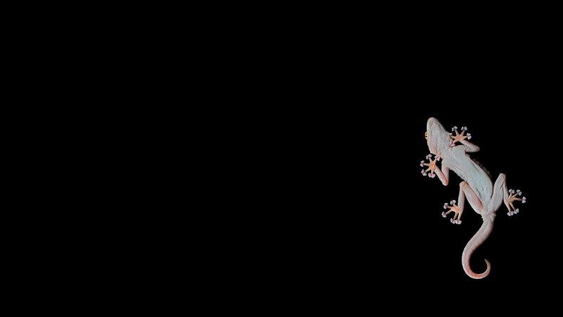 Gecko on Black Surface — Dramatic