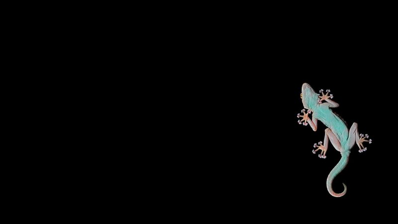 Gecko on Black Surface — Green