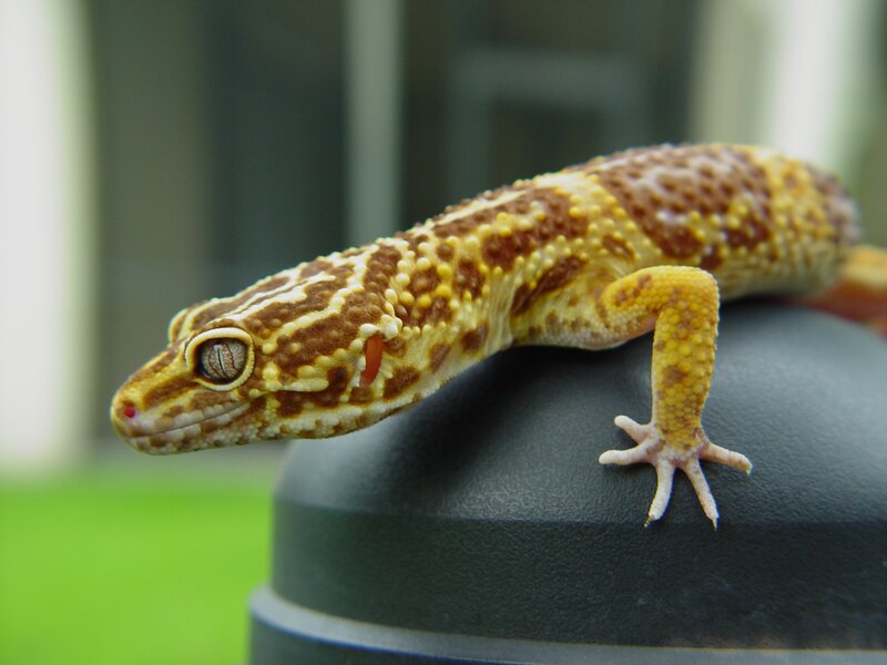 Gecko on Black Surface
