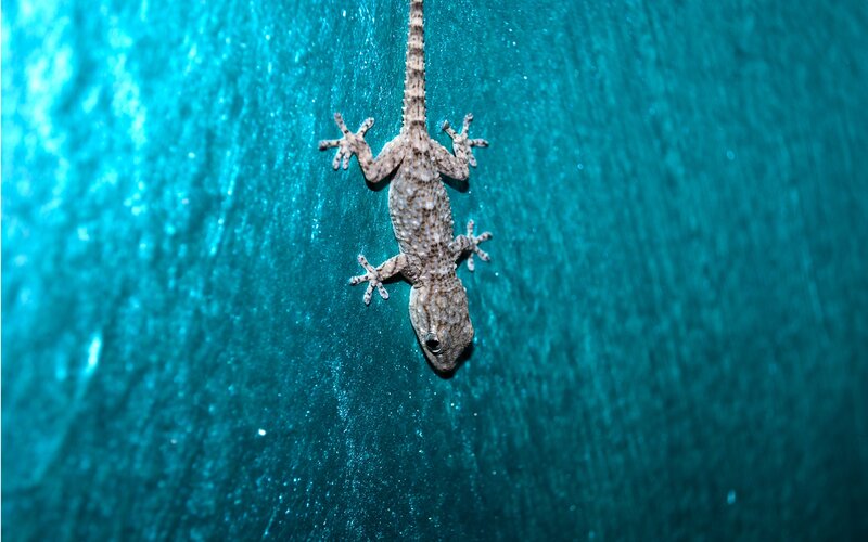 Gecko on Blue Surface