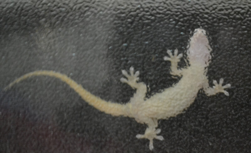 Gecko on Dark Surface
