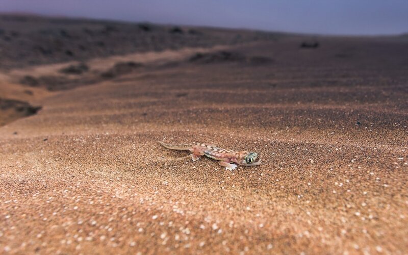Gecko on desert sand