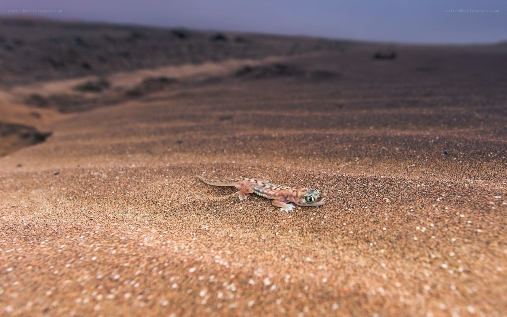 Gecko on desert sand