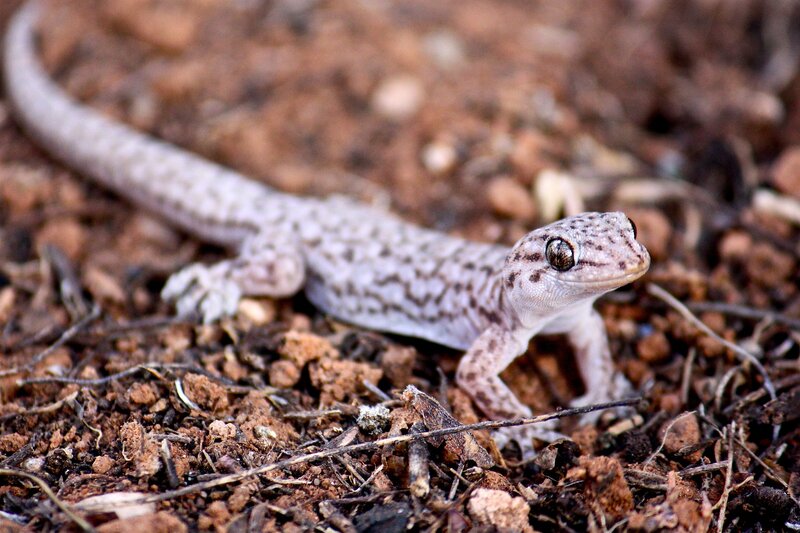 Gecko on dry soil