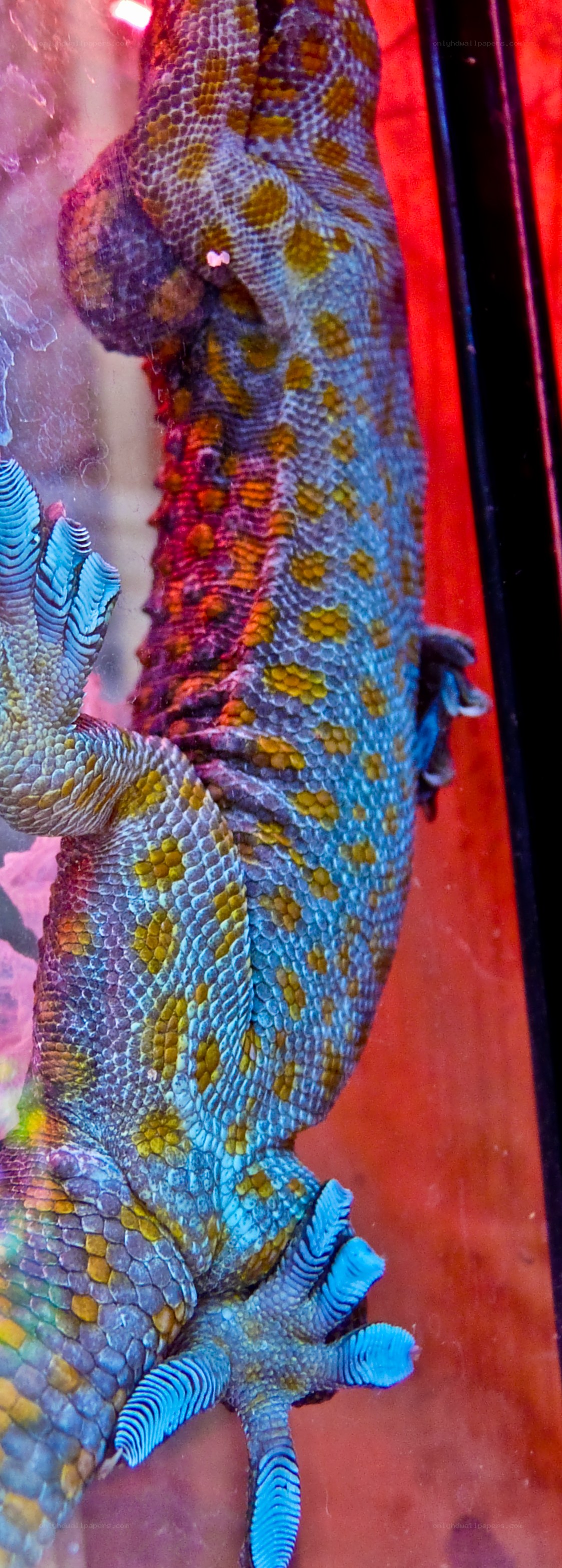gecko on glass wall