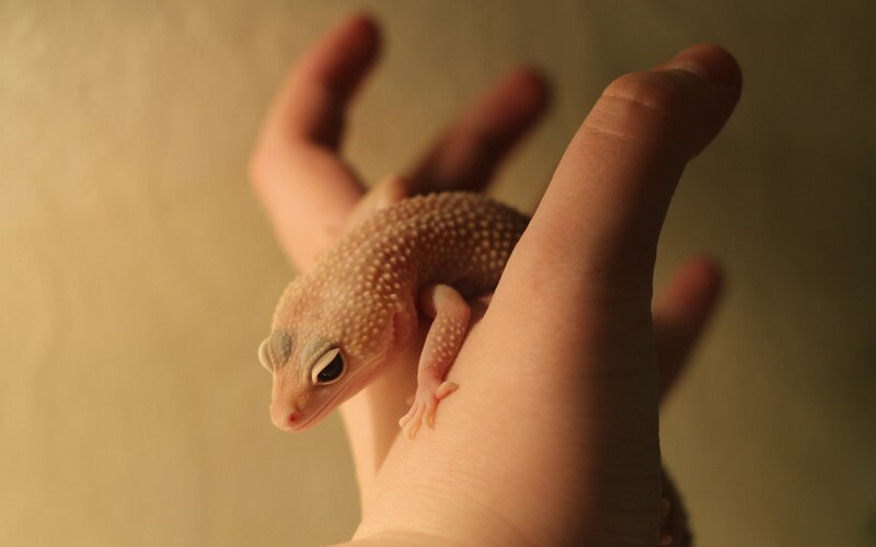 gecko on hand
