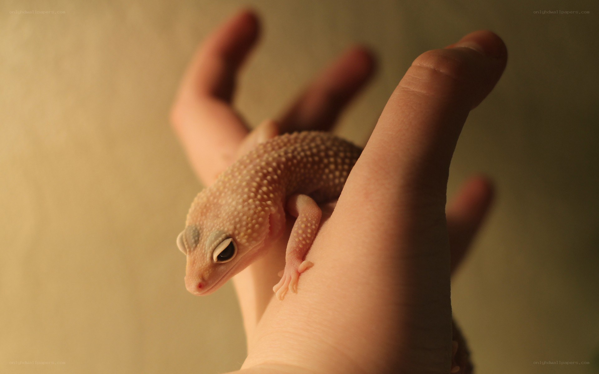 gecko on hand