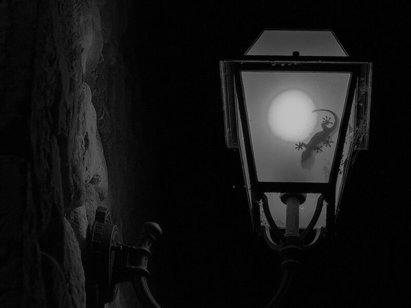 Gecko on Lamp