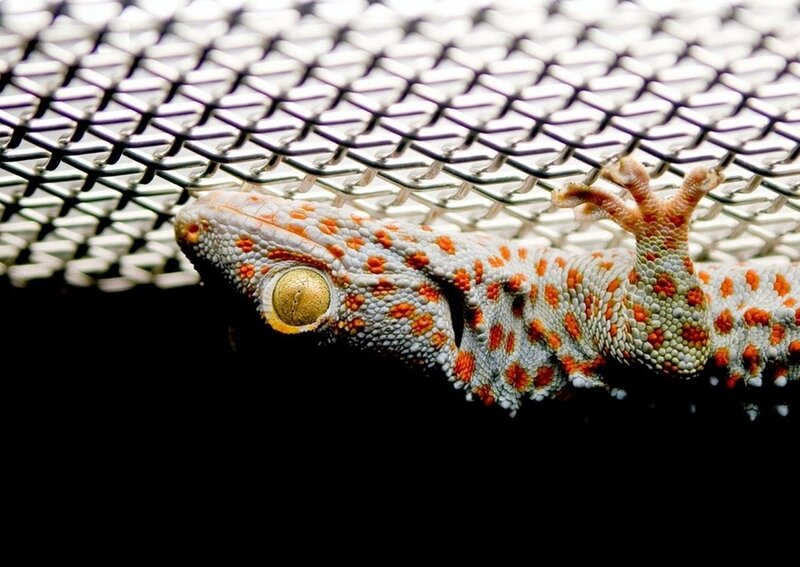 Gecko on Mesh Screen