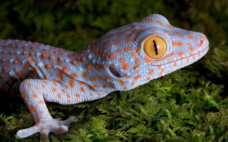 Gecko on Moss