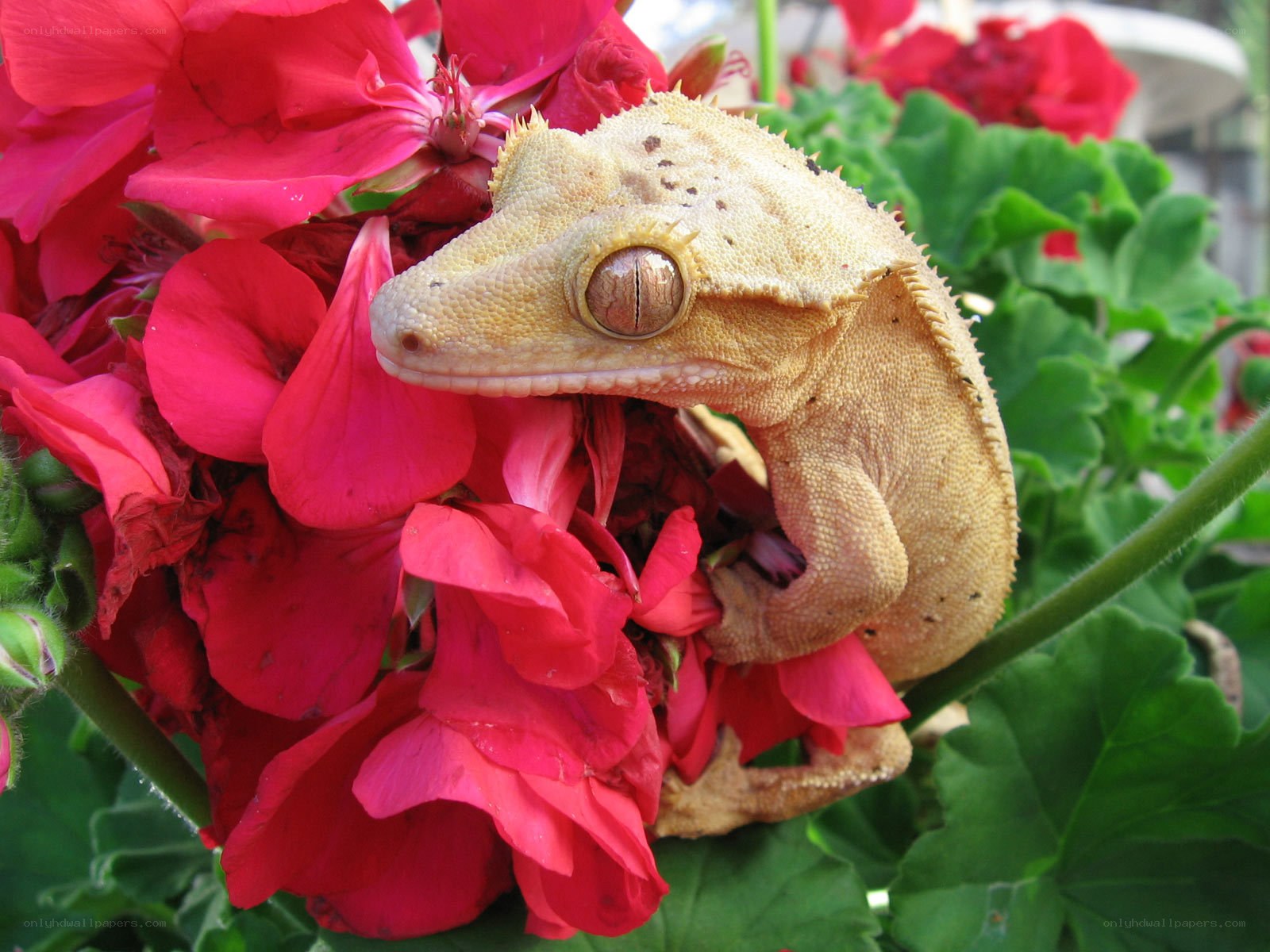 Gecko on red flowers