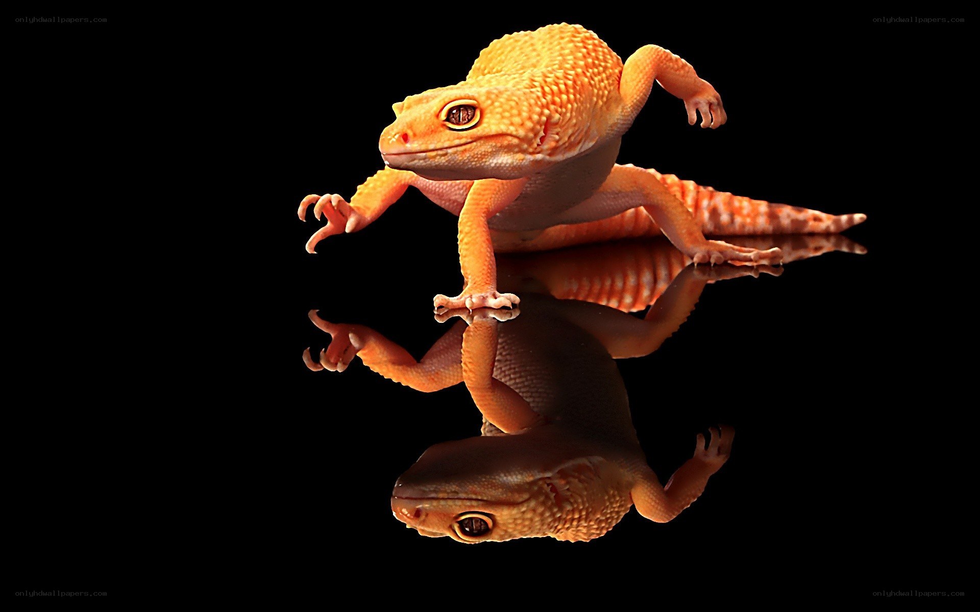 Gecko on reflective surface